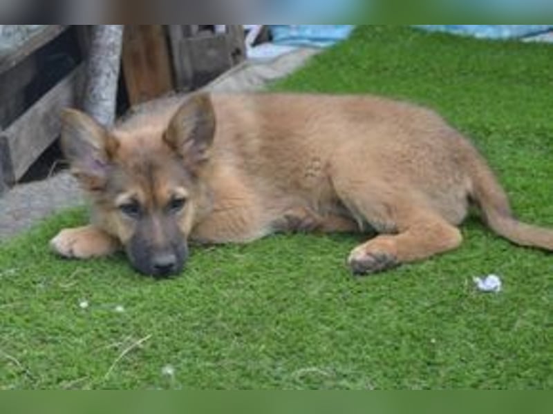 Vier Weihnachtswelpen, eine fröhliche Truppe, die mitten in der Natur aufwächst