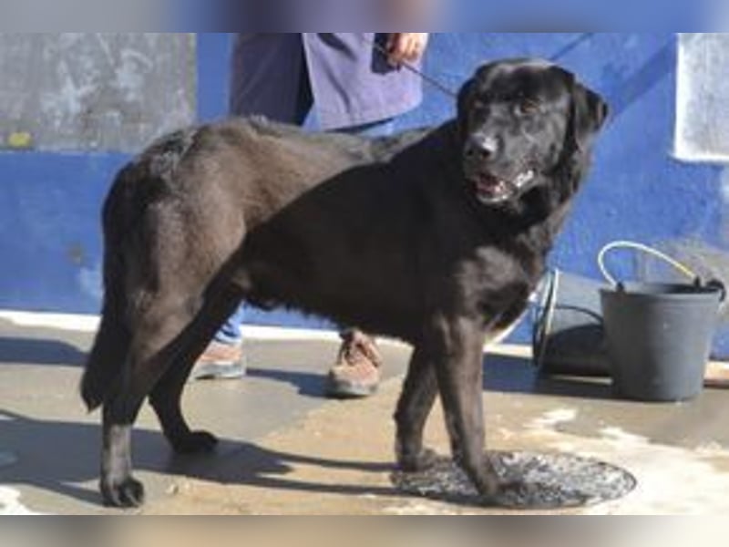 Pestinha, ein durch schlechte Haltung etwas orientierungsloser Rüde