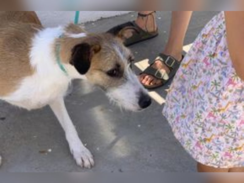 Pinha, eine noch sehr schüchterne junge Hündin mit unbekannter Herkunft