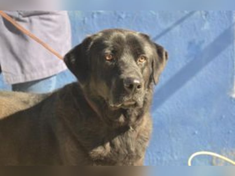 Pestinha, ein durch schlechte Haltung etwas orientierungsloser Rüde