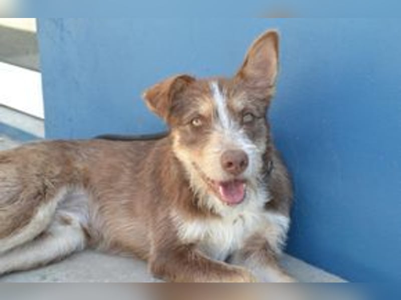 Cookie und Twix , zwei Brüder, die gesehen werden möchten