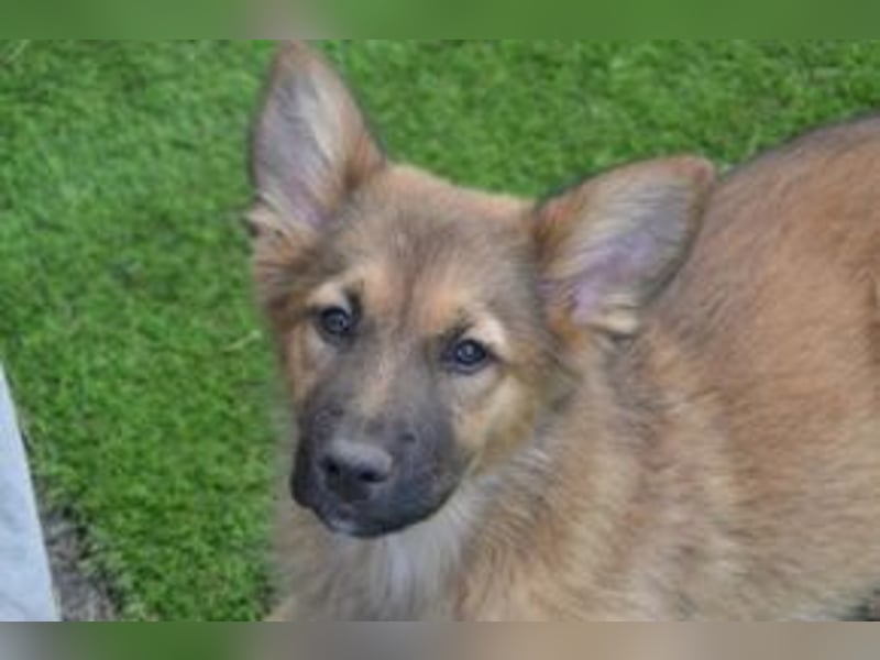 Fünf Weihnachtswelpen, eine fröhliche Truppe, die mitten in der Natur aufwächst (Monkey)