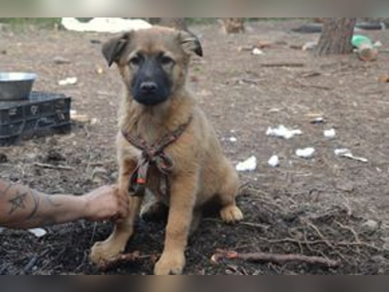 Fünf Weihnachtswelpen, eine fröhliche Truppe, die mitten in der Natur aufwächst (Zoo)