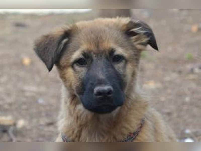 Acht Weihnachtswelpen, eine fröhliche Truppe, die mitten in der Natur aufwächst