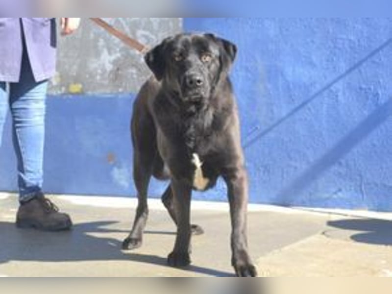 Pestinha, ein durch schlechte Haltung etwas orientierungsloser Rüde