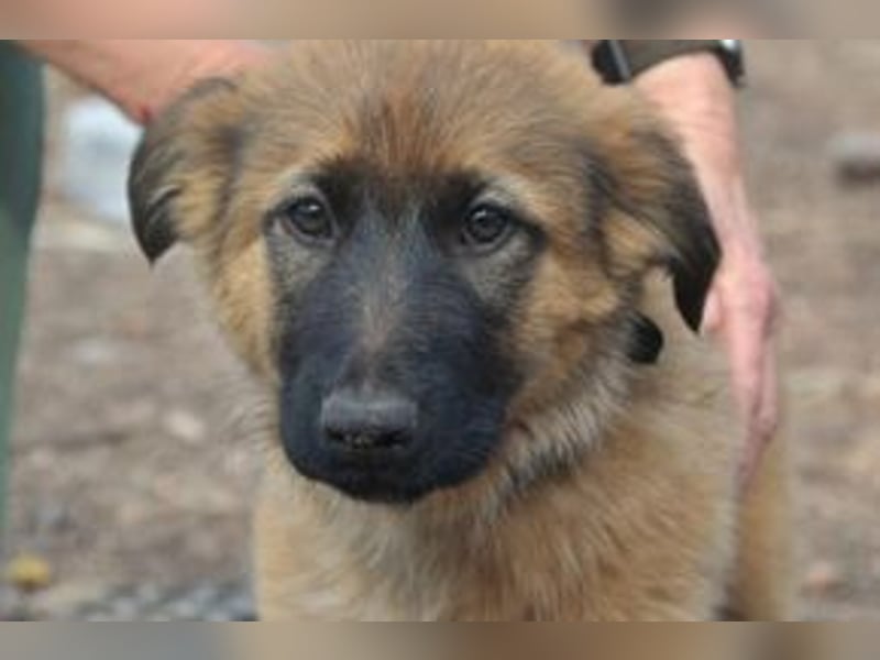 Fünf Weihnachtswelpen, eine fröhliche Truppe, die mitten in der Natur aufwächst (Rima)
