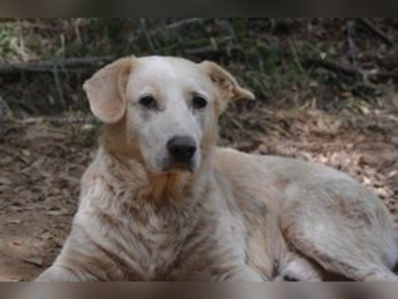 Neige, einer von vier Hunden, die dringend ein neues Zuhause benötigen