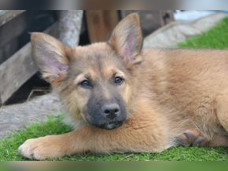 Fünf Weihnachtswelpen, eine fröhliche Truppe, die mitten in der Natur aufwächst (Monkey)