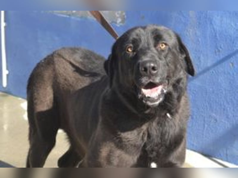 Pestinha, ein durch schlechte Haltung etwas orientierungsloser Rüde