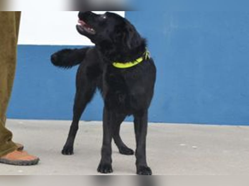 Baguera, ein aufgeweckter und menschenbezogener junger Rüde