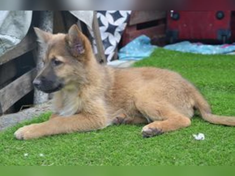 Vier Weihnachtswelpen, eine fröhliche Truppe, die mitten in der Natur aufwächst