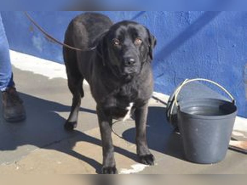 Pestinha, ein durch schlechte Haltung etwas orientierungsloser Rüde