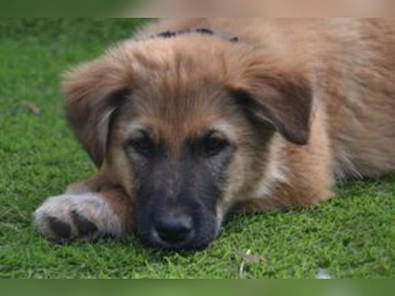 Fünf Weihnachtswelpen, eine fröhliche Truppe, die mitten in der Natur aufwächst