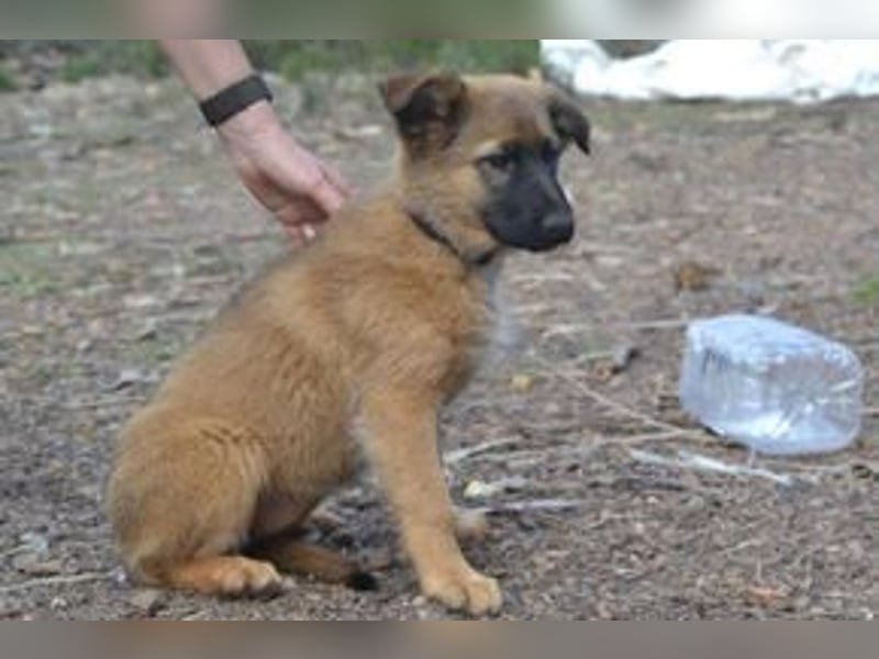 Fünf Weihnachtswelpen, eine fröhliche Truppe, die mitten in der Natur aufwächst (Rima)