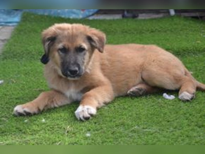 Fünf Weihnachtswelpen, eine fröhliche Truppe, die mitten in der Natur aufwächst