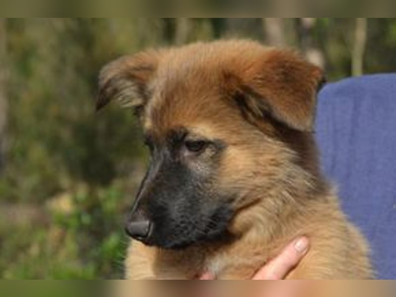 (Rima) Fünf Weihnachtswelpen, eine fröhliche Truppe, die mitten in der Natur aufwächst