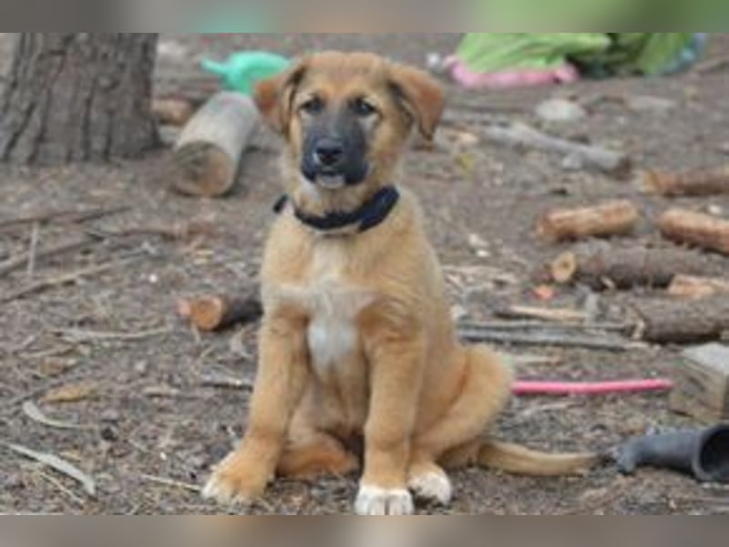 Fünf Weihnachtswelpen, eine fröhliche Truppe, die mitten in der Natur aufwächst