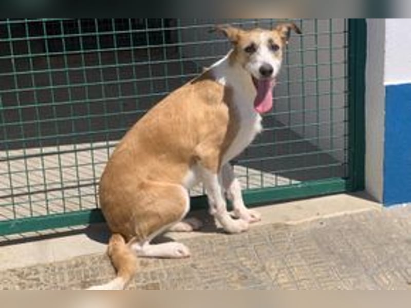 Pinha, eine noch sehr schüchterne junge Hündin mit unbekannter Herkunft