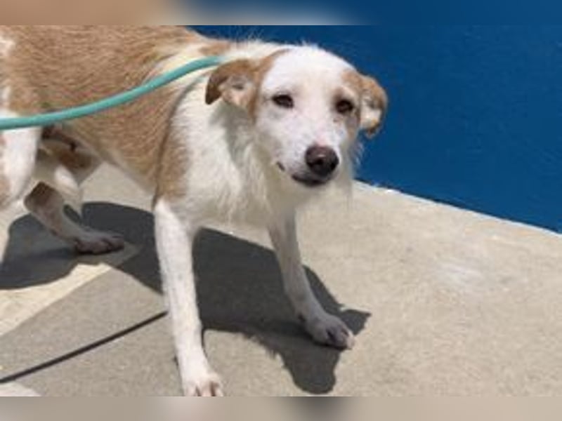 Fati, hat im Tierheim schon viel von ihrer Unsicherheit überwunden