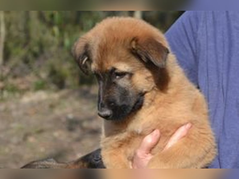 Acht Weihnachtswelpen, eine fröhliche Truppe, die mitten in der Natur aufwächst