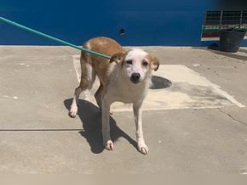 Fati, hat im Tierheim schon viel von ihrer Unsicherheit überwunden