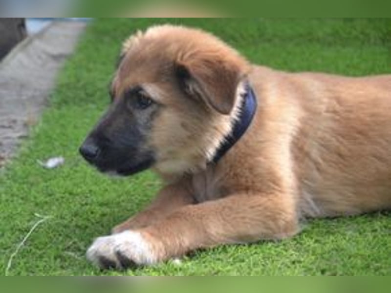 Fünf Weihnachtswelpen, eine fröhliche Truppe, die mitten in der Natur aufwächst