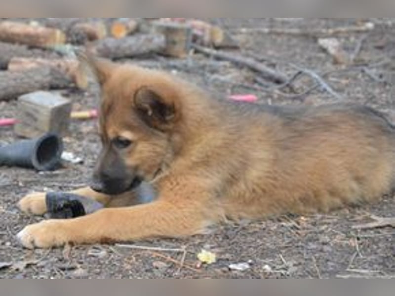 Vier Weihnachtswelpen, eine fröhliche Truppe, die mitten in der Natur aufwächst