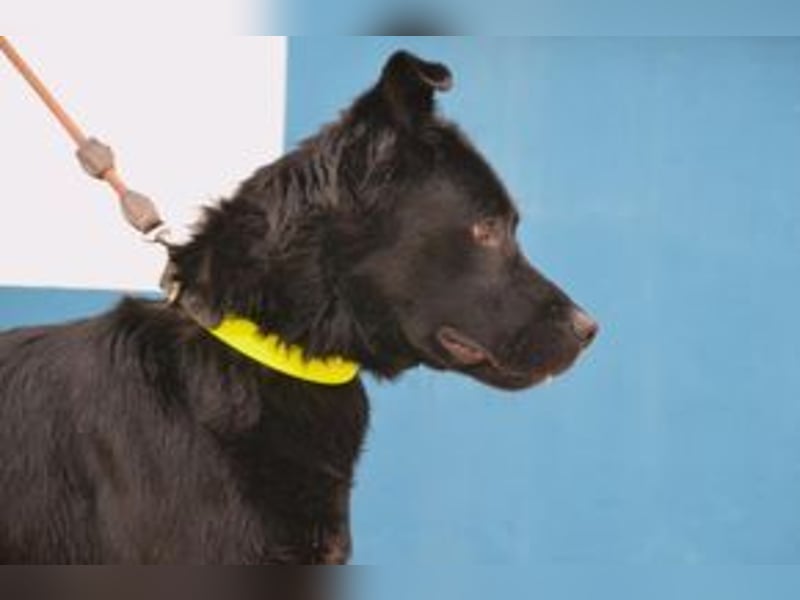 Baguera, ein aufgeweckter und menschenbezogener junger Rüde