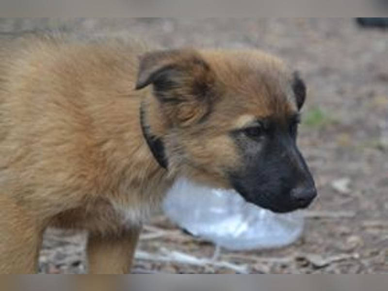 Fünf Weihnachtswelpen, eine fröhliche Truppe, die mitten in der Natur aufwächst