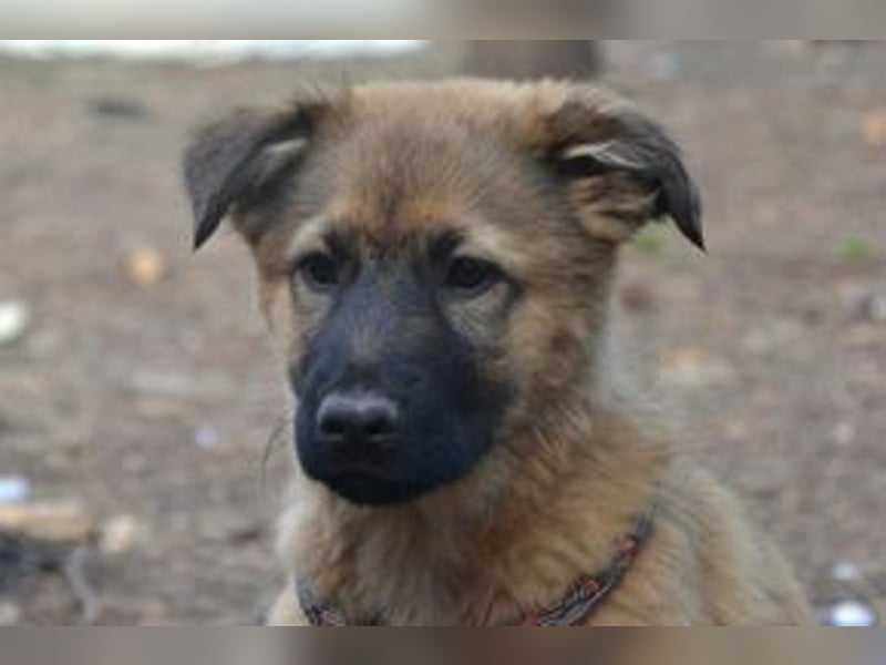 Fünf Weihnachtswelpen, eine fröhliche Truppe, die mitten in der Natur aufwächst