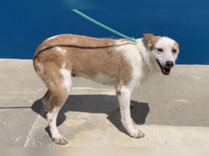 Fati, hat im Tierheim schon viel von ihrer Unsicherheit überwunden