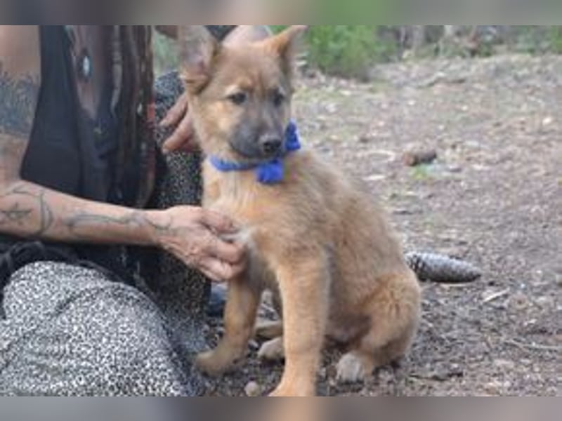 Fünf Weihnachtswelpen, eine fröhliche Truppe, die mitten in der Natur aufwächst (Peggy)