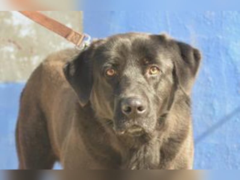 Pestinha, ein durch schlechte Haltung etwas orientierungsloser Rüde