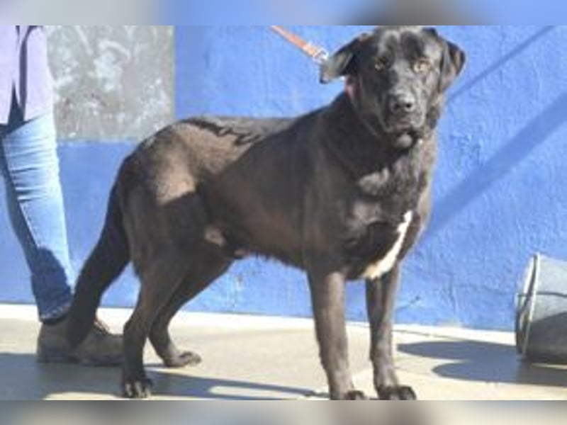 Pestinha, ein durch schlechte Haltung etwas orientierungsloser Rüde