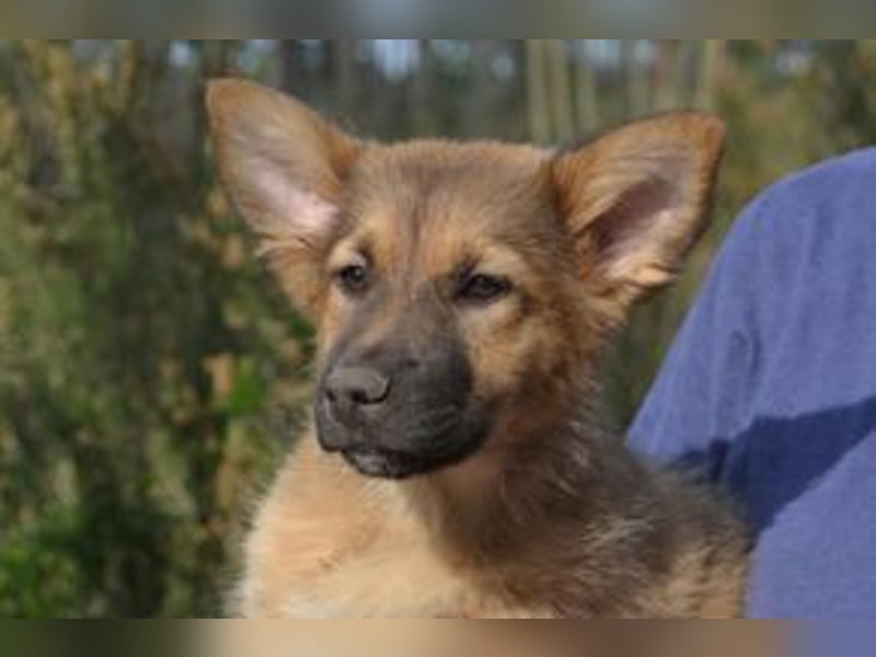 Fünf Weihnachtswelpen, eine fröhliche Truppe, die mitten in der Natur aufwächst (Monkey)