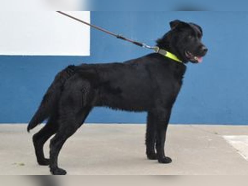 Baguera, ein aufgeweckter und menschenbezogener junger Rüde