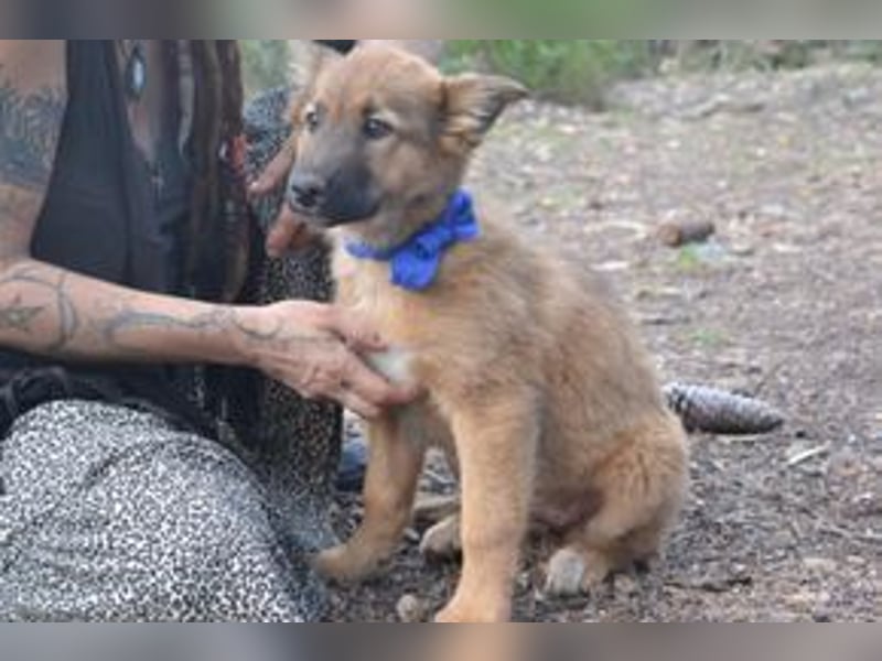 Fünf Weihnachtswelpen, eine fröhliche Truppe, die mitten in der Natur aufwächst
