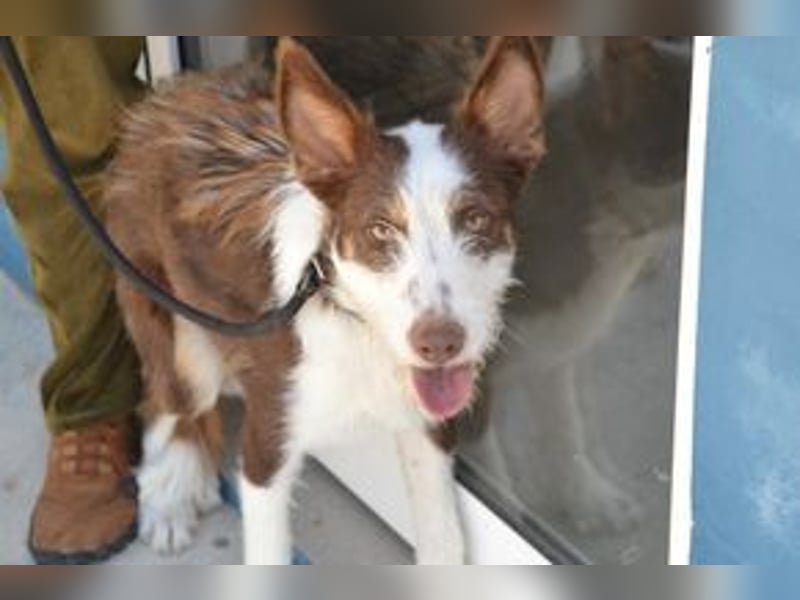 Twix und Cookie, zwei Brüder, die gesehen werden möchten