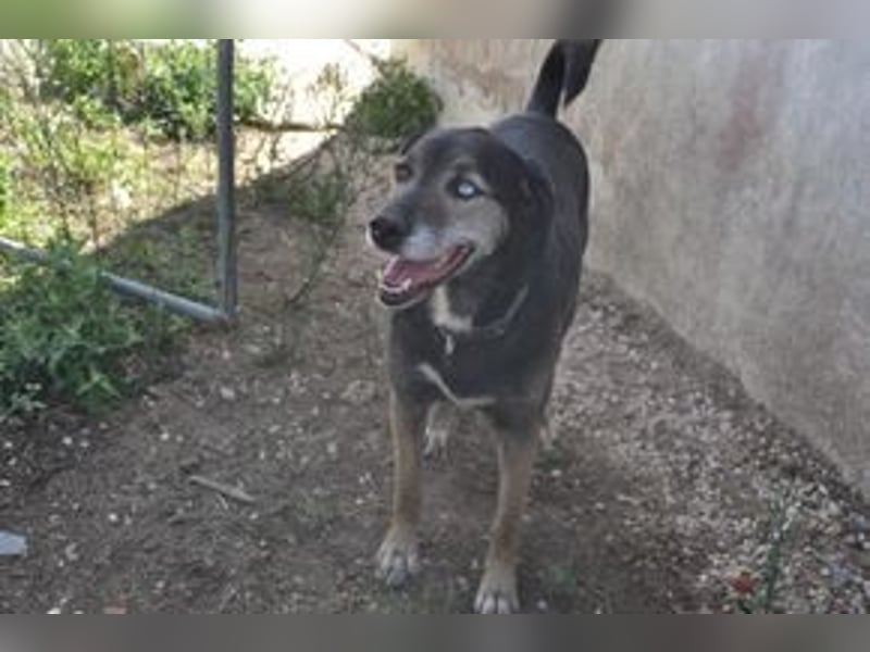 Freya und ihre Hundefreunde suchen dringend eine liebevolle neue Bleibe