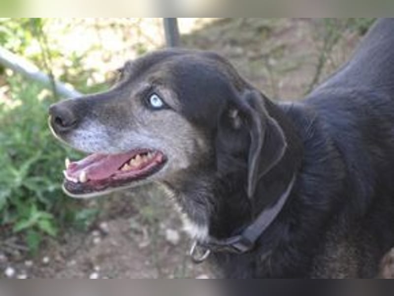 Freya und ihre Hundefreunde suchen dringend eine liebevolle neue Bleibe
