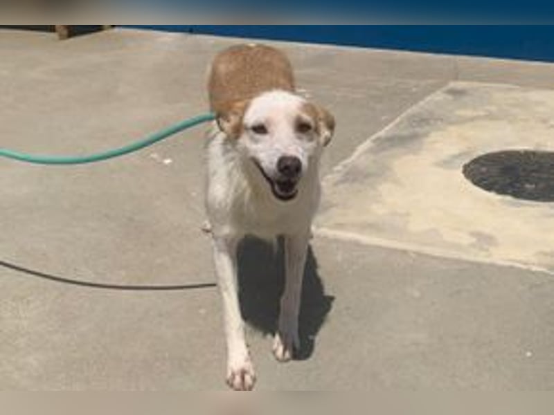 Fati, hat im Tierheim schon viel von ihrer Unsicherheit überwunden