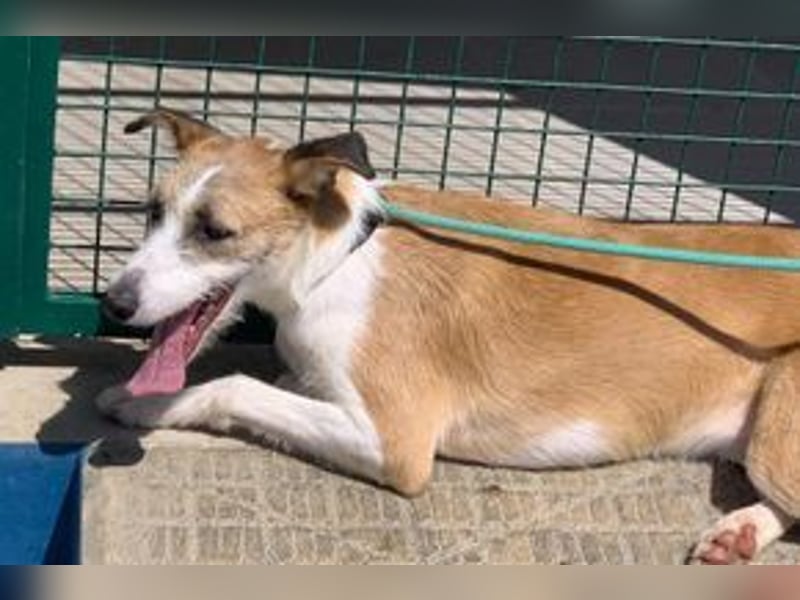 Pinha, eine noch sehr schüchterne junge Hündin mit unbekannter Herkunft