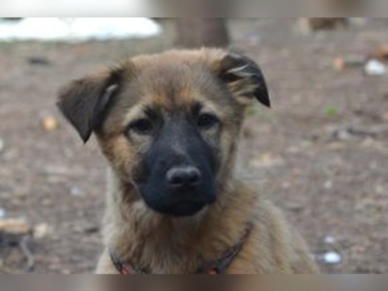 Fünf Weihnachtswelpen, eine fröhliche Truppe, die mitten in der Natur aufwächst