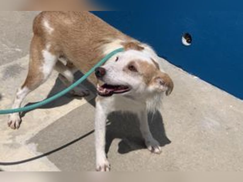 Fati, hat im Tierheim schon viel von ihrer Unsicherheit überwunden