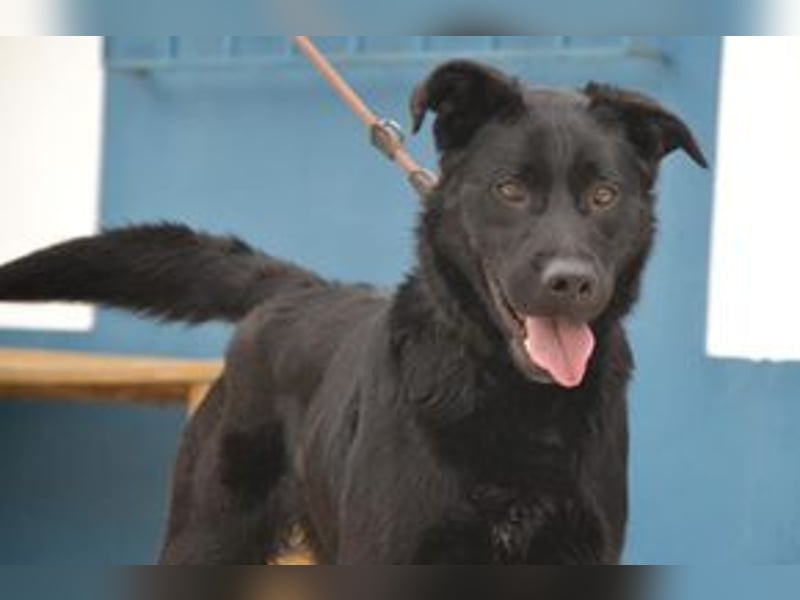 Baguera, ein aufgeweckter und menschenbezogener junger Rüde