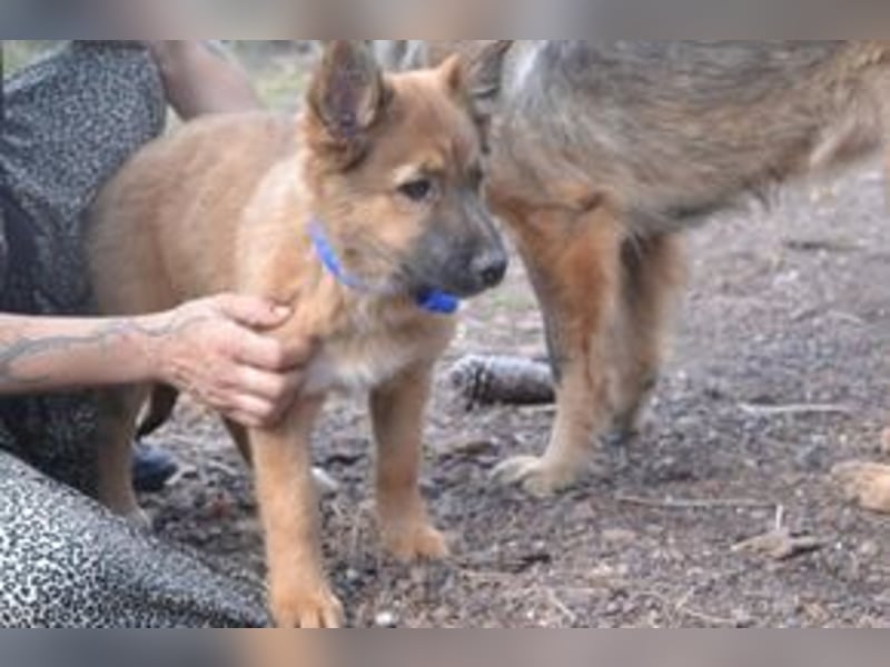 Acht Weihnachtswelpen, eine fröhliche Truppe, die mitten in der Natur aufwächst