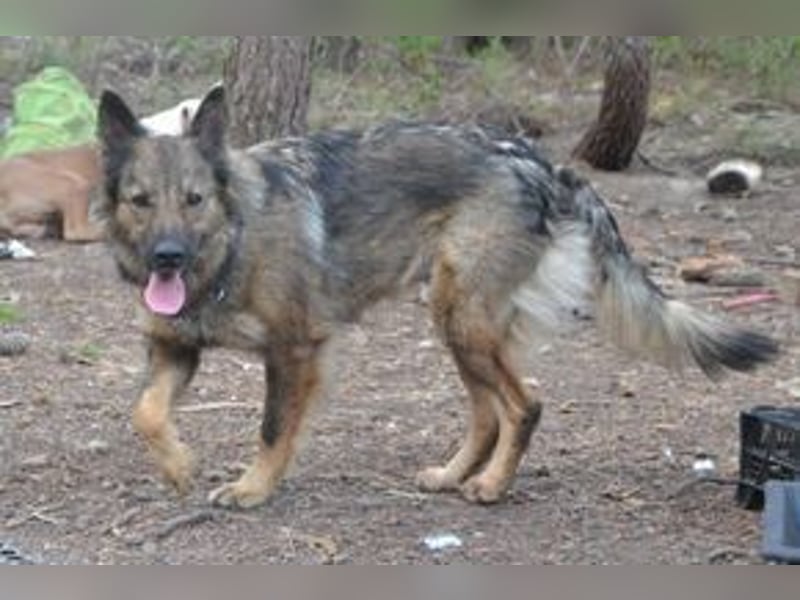 (Peggy) Fünf Weihnachtswelpen, eine fröhliche Truppe, die mitten in der Natur aufwächst