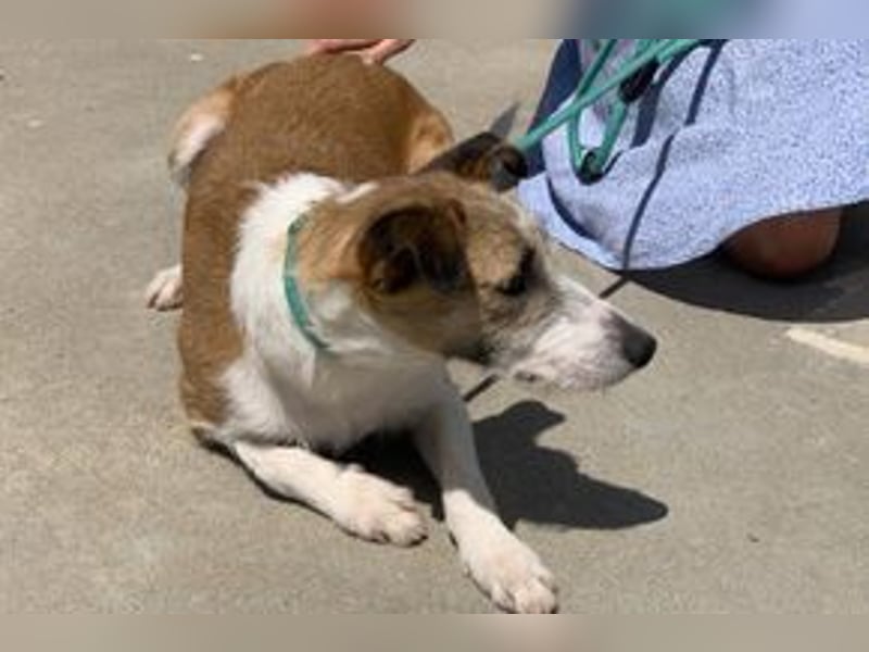 Pinha, eine noch sehr schüchterne junge Hündin mit unbekannter Herkunft