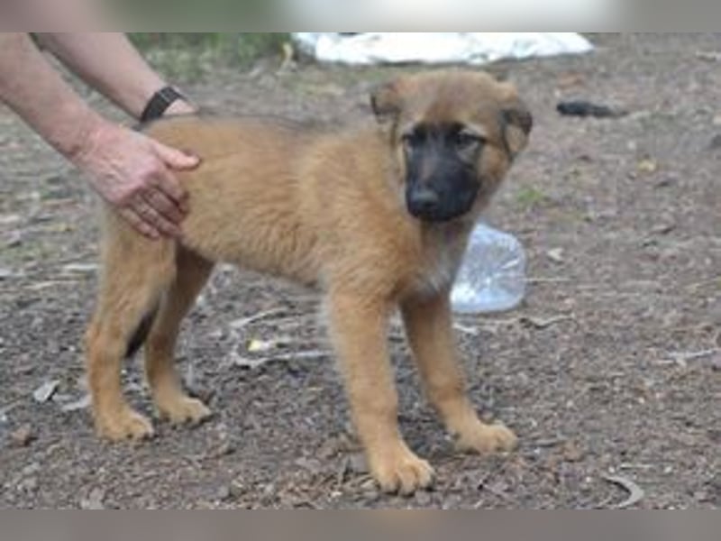 Fünf Weihnachtswelpen, eine fröhliche Truppe, die mitten in der Natur aufwächst (Rima)