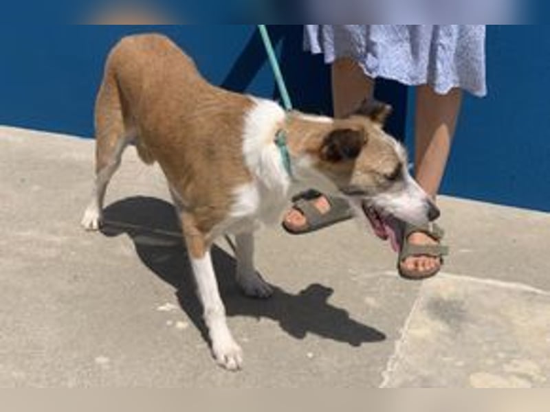 Pinha, eine noch sehr schüchterne junge Hündin mit unbekannter Herkunft